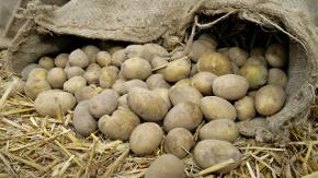 Kartoffeln kullern aus einem Sack auf einen Haufen Stroh.