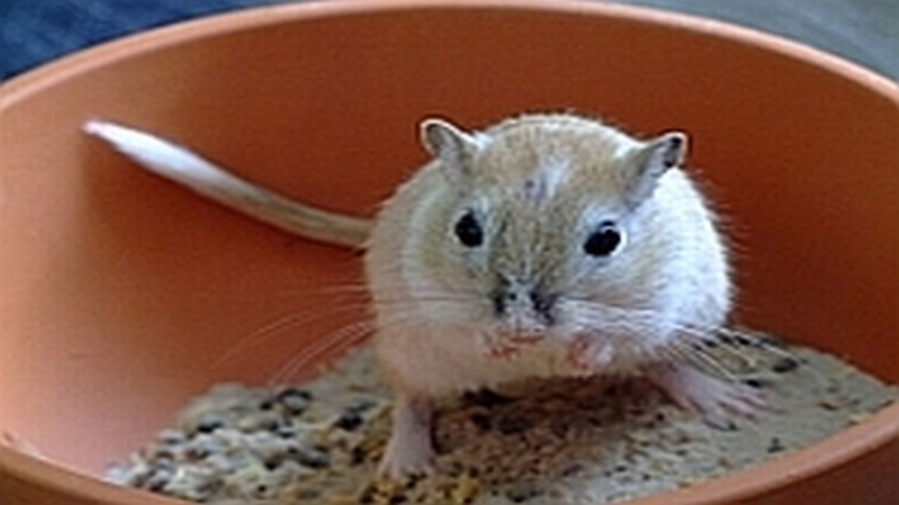 schleswig-holstein.de - Justizvollzug - Informationen für Kinder