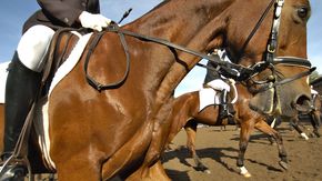Nahaufnahme von Pferden während einer Dressurübung