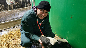 Tierarzt mit Stethoskop behandelt schwarzbuntes Kalb im Stall