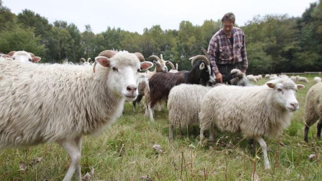 Auf einer Wiese stehen mehrere Schafe und ein Schäfer.