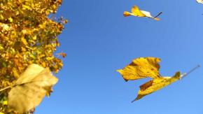 Einzelne gelbliche Blätter segeln durch die Luft, blauer Himmel